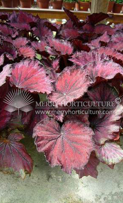 Begonia rex (red)